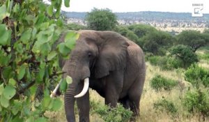 Un éléphant a agi comme un pacificateur lors d'une dispute entre deux autruches