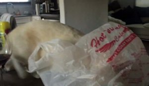 Un chat péte un câble lorsque sa tête s'est bloquée dans un sac en plastique