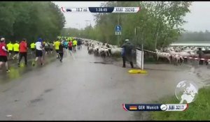 600 moutons s'invitent dans une course de charité en Allemagne