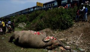 Un éléphant tué par un train