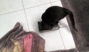 Un Chien Sauve Un Chat Qui A La Tête Coincé Sur Orange Vidéos