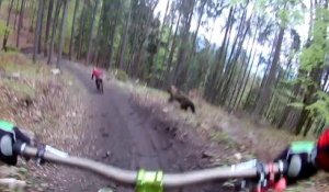 Attaqués par un ours en descente de VTT !!