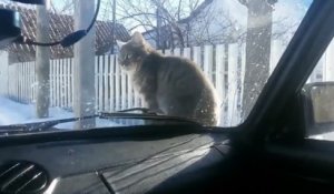 Un chat se venge contre un automobiliste qui venait de le klaxonner.