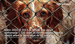 La SPA de Pau soupçonnée d'euthanasie massive d'animaux abandonnés