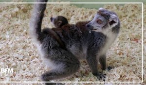 Ce bébé lémurien vient de naître au zoo de Besançon