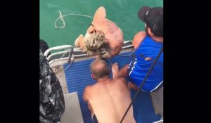 Un homme saute dans l'eau pour attraper un requin....et se fait mordre