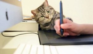 Ce chat veut aussi jouer sur l'ordinateur !!