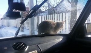 Un chat se venge d'un automobiliste !