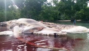 Indonésie : le cadavre d'un étrange monstre marin s'échoue sur une plage