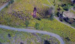 Un drone filme un aigle en train de planer