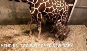 Ce bébé girafe est tellement craquant !!