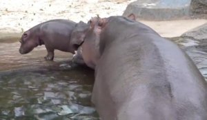 Trop mignon ce bébé hippopotame !
