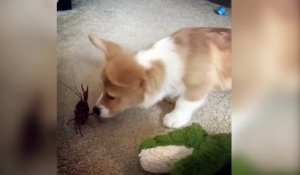 Ce chien veut absolument jouer avec un crabe !