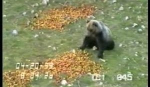 Il danse avec les ours