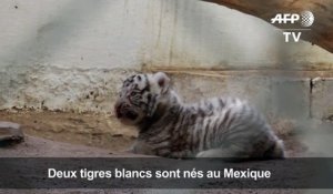 Au Mexique, naissance de deux petits tigres blancs