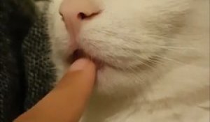 La Reaction De Ce Chat Qui Decouvre Bebe Est Adorable Sur Orange Videos