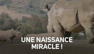 Ce bébé rhino est un miracle !