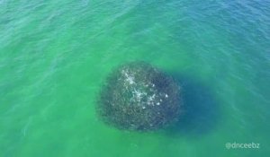 Un requin attaque un banc de poissons géant et il en résulte une chorégraphie incroyable