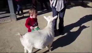 Un gamin effrayé par un pet de chèvre... Ahaha