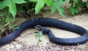 Un serpent noire entrain de régurgiter un serpent vivant
