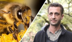 Quels insectes pollinisateurs sont les plus menacés ?