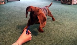 Ce chien découvre le Hand Spinner et il adore
