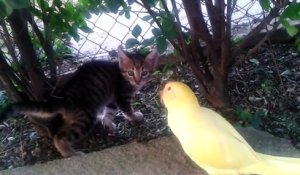 Un perroquet tente de devenir ami avec un chaton !