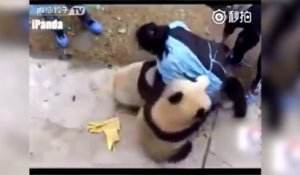 Ces 3 pandas joueurs font la misère au soigneur
