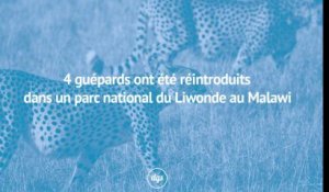 4 guépards ont été réintroduits dans un parc national du Liwonde au Malawi