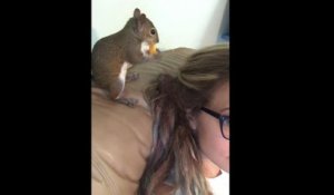 Un écureuil cache un Cheetos dans des cheveux