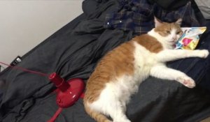 Ce chat en a marre de son jouet !