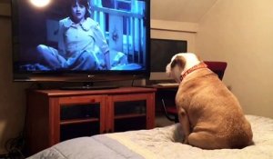 Un Bulldog regardant un film d'horreur et il essaye de protéger l'acteur !!