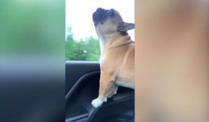 Un chien chante sur une chanson d'Adele !