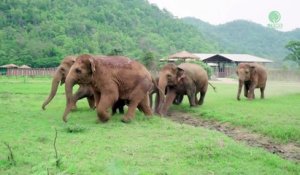 Un troupeau d'éléphants très pressé de voir le petit nouveau !