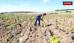 Les métiers du vin #5 : Le vigneron