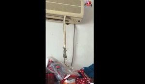 Ce serpent suspendu à un climatiseur chope une souris en mode Mission Impossible