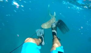 Un plongeur se retrouve face à un requin