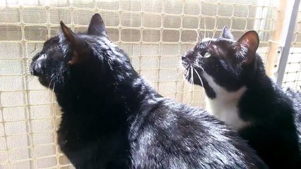 Ces Chats Imitent Le Bruit D Oiseaux Pour Les Bouffer Sur Orange Videos