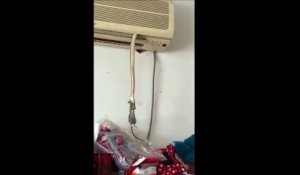 Un serpent en train de manger une souris morte surgit d'une climatiseur