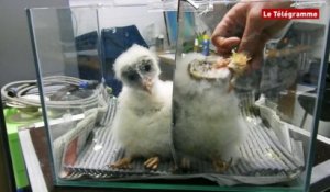 Audierne. Naissance de 2 chouettes effraies à l'Aquashow  audierne chouettes