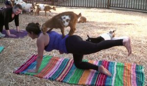 Du yoga avec des chèvres, la dernière mode aux Etats-Unis