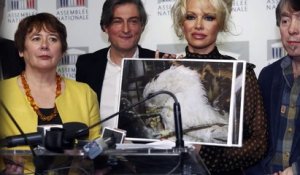 La lettre ouverte de Pamela Anderson au couple Macron