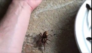 La taille de cette araignée Goliath va vous faire halluciner