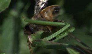 Cette mante religieuse mange une abeille.. VIVANTE !!