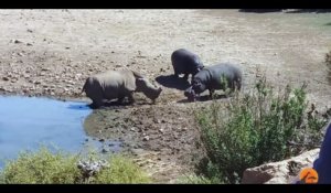 Un hippopotame s'en prend à un rhinocéros !