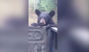 Un ours tente de voler un sac à dos à des campeurs !