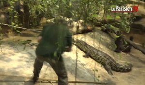 La dangereuse pesée des crocodiles du Nil  à la ménagerie du Jardin des Plantes