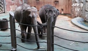 Le zoo de Moscou accueille le bébé éléphant Filimon