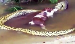 Un promeneur filme un anaconda entrain de vomir une vache ! Effayant !