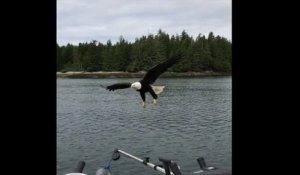 Cet aigle attrape un saumon dans le bateau de ces pêcheurs !